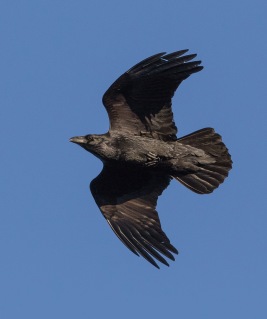 Korp (Corvus corax)