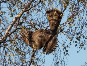 Sparvhök (Accipiter nisus)