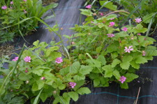 Åkerbären blommar just nu April 2014 Åkerbären blommar just nu April 2014