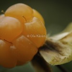 Hjortron Cloudberry Rubus chamaemorus-3475