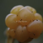 Hjortron Cloudberry Rubus chamaemorus-3467