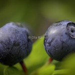 Blåbär Blueberry Vaccinium myrtillus-3504