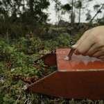 Lingon Lingonberry Vaccinium vitis-idae-5225