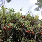 Lingon Lingonberry Vaccinium vitis-idae-0029