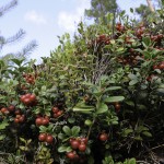 Lingon Lingonberry Vaccinium vitis-idae-0038