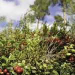 Lingon Lingonberry Vaccinium vitis-idae-0046