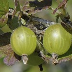 Krusbär Gooseberry Ribes uva-crispa-2496