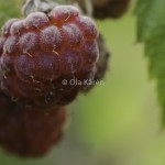 Hallon Raspberries Rubus idaeus-4028