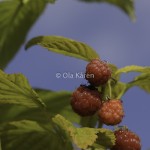 Hallon Raspberries Rubus idaeus-4040