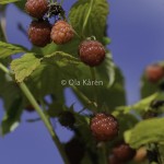 Hallon Raspberries Rubus idaeus-4036