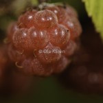 Hallon Raspberries Rubus idaeus-4042