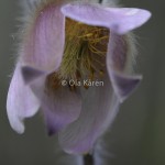 Mosippa Pulsatilla vernalis-9408