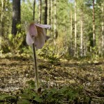 Mosippa Pulsatilla vernalis-9437