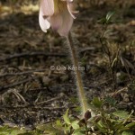 Mosippa Pulsatilla vernalis-9428