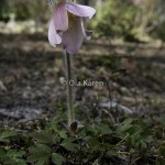 Mosippa Pulsatilla vernalis-9439