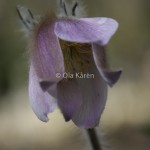 Mosippa Pulsatilla vernalis-9443