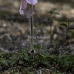 Mosippa Pulsatilla vernalis-9444