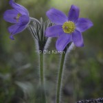 Nipsippa Pulsatilla patens-0360