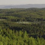 Skogslandskap Ranasjöhöjden Ramsele-9750