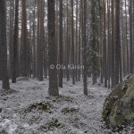 Tallskog Pine forest Pinus sylvestris winter-2