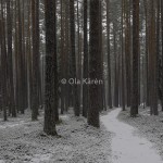 Tallskog Pine forest Pinus sylvestris winter-1