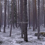 Tallskog Pine forest Pinus sylvestris winter-3