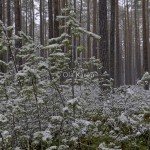 Tallskog Pine forest Pinus sylvestris winter-4