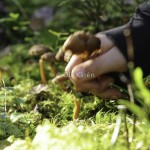 Trattkantarell Cantharellus tubaeformis-5755