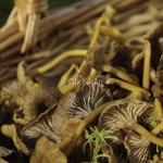 Trattkantarell Cantharellus tubaeformis-5786