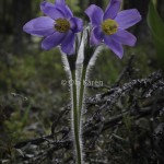 Nipsippa Pulsatilla patens-0372