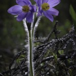 Nipsippa Pulsatilla patens-0370