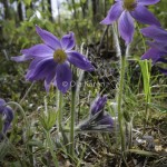 Nipsippa Pulsatilla patens-0375