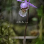 Skogsfru Calypso bulbosa Venus slipper-0509