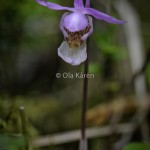 Skogsfru Calypso bulbosa Venus slipper-0501