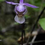 Skogsfru Calypso bulbosa Venus slipper-0536