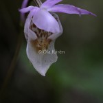 Skogsfru Calypso bulbosa Venus slipper-0551