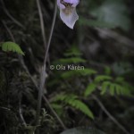 Skogsfru Calypso bulbosa Venus slipper-0565