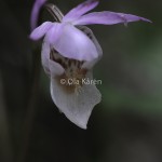 Skogsfru Calypso bulbosa Venus slipper-0559