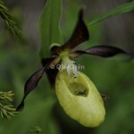 Guckusko Cypripedium calceolus Lady's slipper-1634