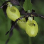 Guckusko Cypripedium calceolus Lady's slipper-1663