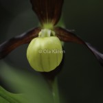 Guckusko Cypripedium calceolus Lady's slipper-1678