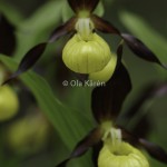 Guckusko Cypripedium calceolus Lady's slipper-1686