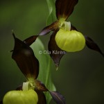 Guckusko Cypripedium calceolus Lady's slipper-1697