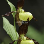 Guckusko Cypripedium calceolus Lady's slipper-1724