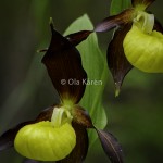 Guckusko Cypripedium calceolus Lady's slipper-1703