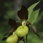 Guckusko Cypripedium calceolus Lady's slipper-1707