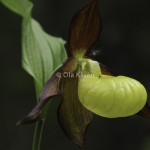 Guckusko Cypripedium calceolus Lady's slipper-1727