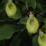 Guckusko Cypripedium calceolus Lady's slipper-1735