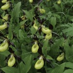 Guckusko Cypripedium calceolus Lady's slipper-1741