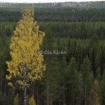 Björkar höst Jokkmokk-0016